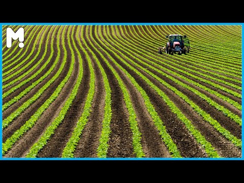 Amazing Bean Farming Harvesting and Processing - Modern Beans Cultivation Agriculture Technology