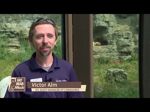 Saint Louis Zoo weighs in on Fat Bear Week - YouTube