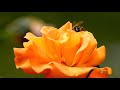 Romantic Escape- Armik