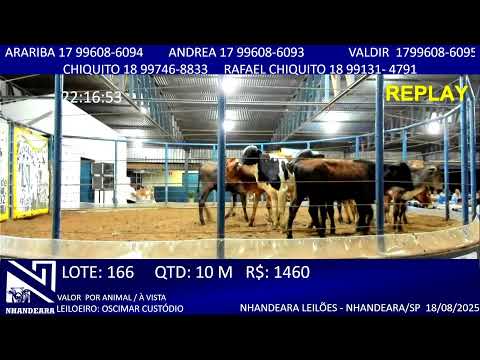 LEILÃO NHANDEARA LEILÕES  - 18/08/2025 - NHANDEARA/SP AO VIVO HOJE