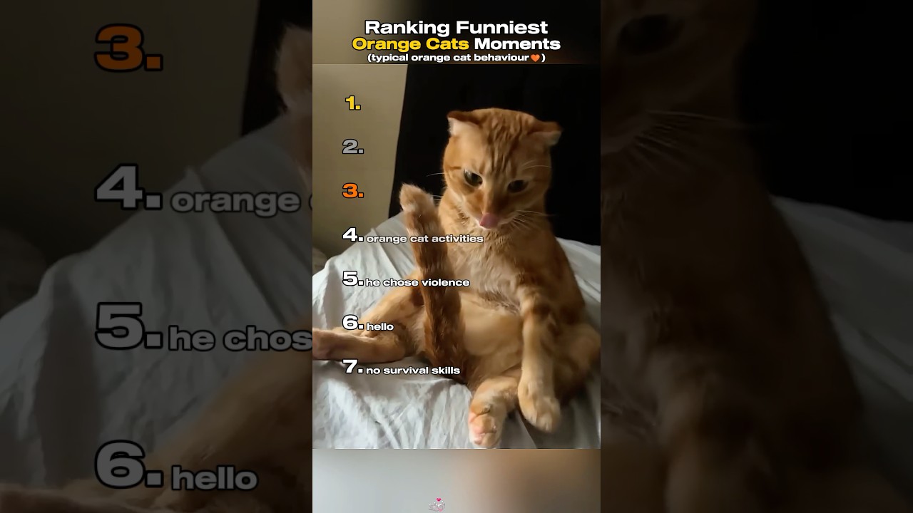 Ranking Best Orange Cat Moments🤣 #funnycats #catshorts #orangecat #fyp