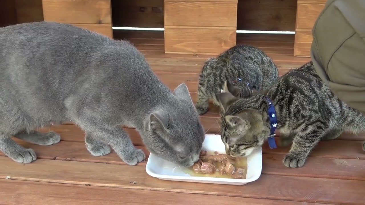 BÜYÜKŞEHİR BELEDİYESİ’NDEN SOKAK KEDİLERİ İÇİN ÖRNEK PROJE