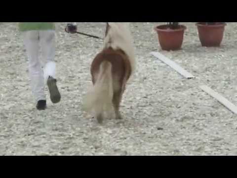 Körung 2015 , Kat Nr 50 , Bob von der Bey ShMin