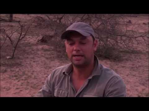 Safari Live : Byron does his best Guinea Fowl call ( Funny ) Oct 29, 2016