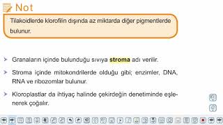 Eğitim Vadisi 9.Sınıf Biyoloji 11.Föy Sitoplazma ve Organller Konu Anlatım Videoları
