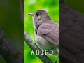 Singing nightingale || The best bird song || #shorts #birds
