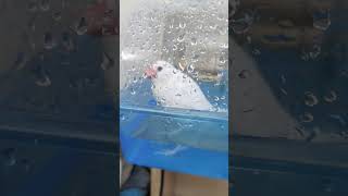 足湯ピーコ🛁かわいいけどちょっと気を付けてあげたい #文鳥