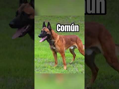 Different sizes of the Malinois #dog