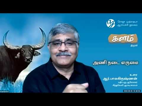 அணி நடை எருமை