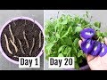 How to Grow Aparajita/Blue Pea Plant from Seeds & Cuttings [With Update]