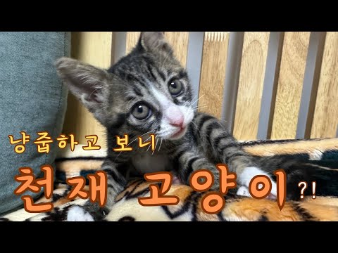 고양이 한 마리가 집에 왔을 뿐인데 일상이 확 달라졌어요