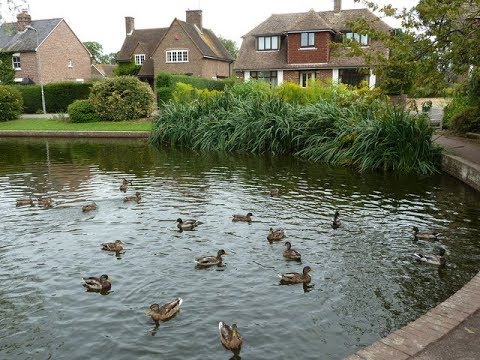 Places to see in ( Lingfield - UK )