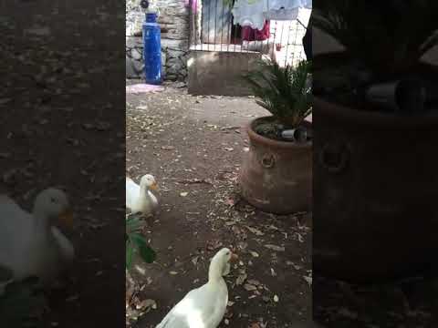 Patos Asesinos, niño bravucon.