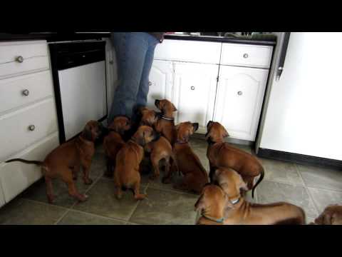 Rhodesian Ridgeback Puppies Having Lunch