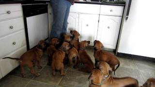Rhodesian Ridgeback Puppies Having Lunch