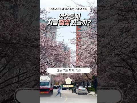 연수동에 벚꽃폈을까?