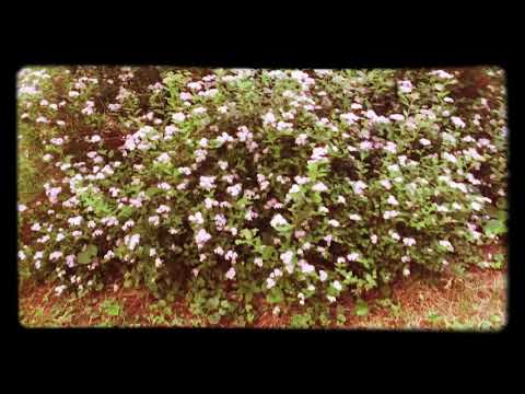 Little Princess Spirea Spiraea Japonica a Beautiful Shrub