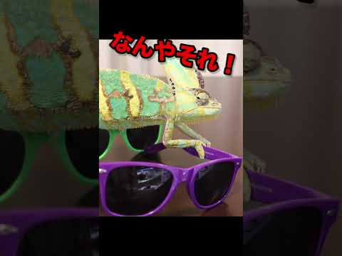 カメレオンの寿命はどのくらいですか?