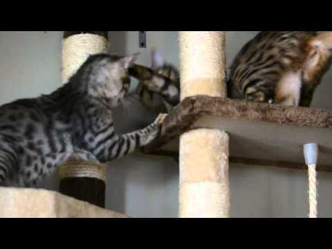 DiNozzo and Keisha playing