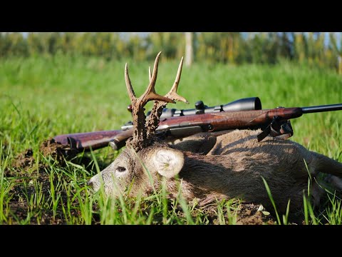 Der kapitale Bock aus Ostpreußen - 12 Böcke liegen zur Strecke
