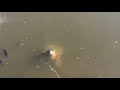 400 Year Old Turtle Click Bait