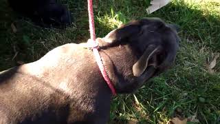Dog dumped at 45th & Garfield in KCMO