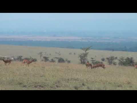 Impala males sparring and chasing