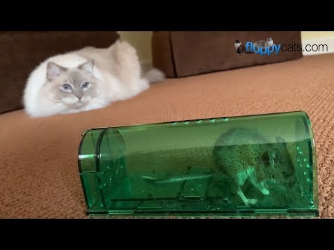 Mouser Cats: Ragdoll Cats Hunting Mice 🐭