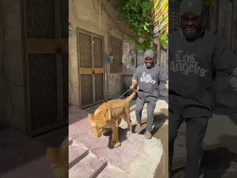 Only pet lover can feel the oain😭💔 #ytshorts #wildcats #bigcats #lion #lionking #petlover #simba