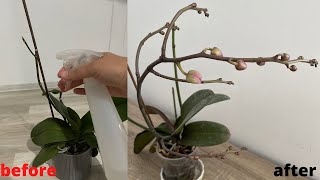 Orkidelerin Yazın Birden Çok Çiçek Dalı Çıkarması İçin Bu Yöntemi Deneyin/Orchids