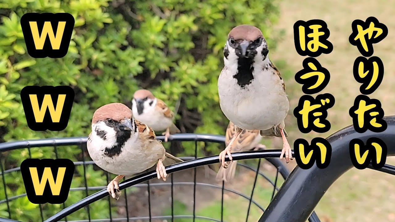 自転車止めただけなのに   【すずめ日記】