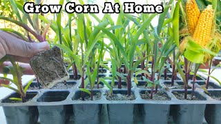 No Need to purchase Corn Seeds . Grow corn from seeds at home .