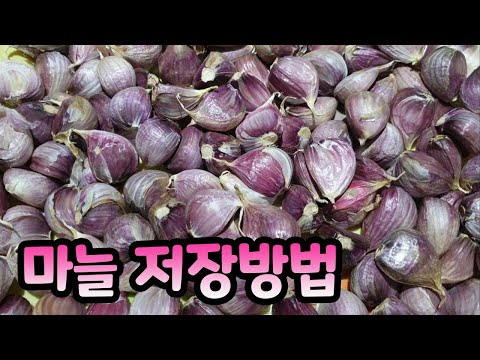 , title : '[차차네집밥] 1년이 지나도 썩지 않는 마늘 보관 특급 비법 (How to store garlic for long time)'