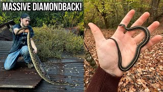 Download Lagu Massive Diamondback Rattlesnake Under Tin!! Fall Snake Hunting in Georgia and Alabama Thumbnail