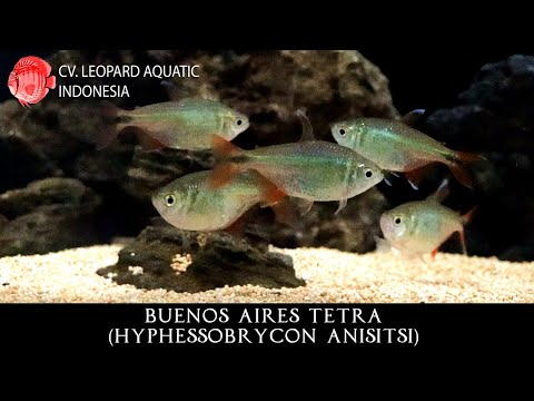 Tetra Buenos Aires (Hyphessobrycon anisitsi) — video o chove a starostlivosti