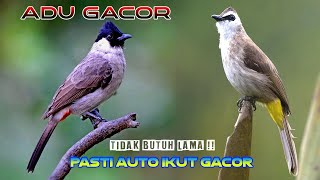 Download lagu Suara Pikat Paling Ampuh Burung Kutilang Ribut vs Trucukan Ribut  durasi panjang 1 jam mp3