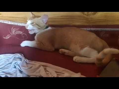Try not to Laugh the Naughty Cat 🐱🐱🐱🐱