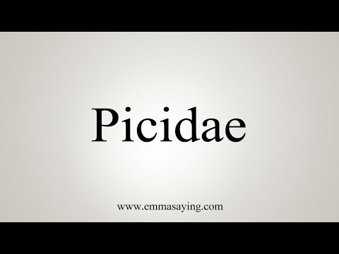 How To Say Picidae