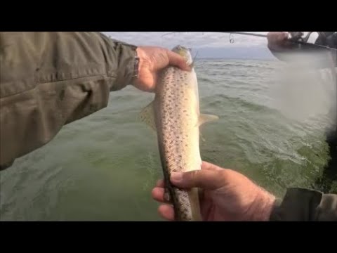 Sea trout on October 10, 2025 / Day 2. Sbirolino and fly are working. Spoons are also bringing in...