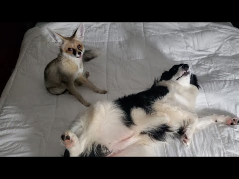 Fawzi Fox and Border Collie bouncing off the walls
