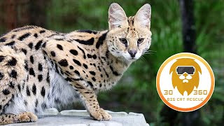 Illithia Servals Silly Side! 3D 180VR