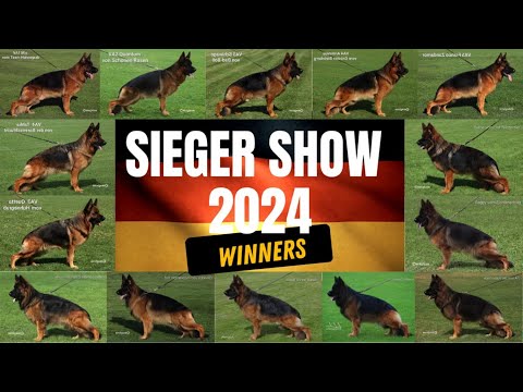 2024 German Sieger Show BSZS Top 5 World Champions (VA Dogs) ජර්මානු Sieger Show ලෝක ශූර සුනඛයන්