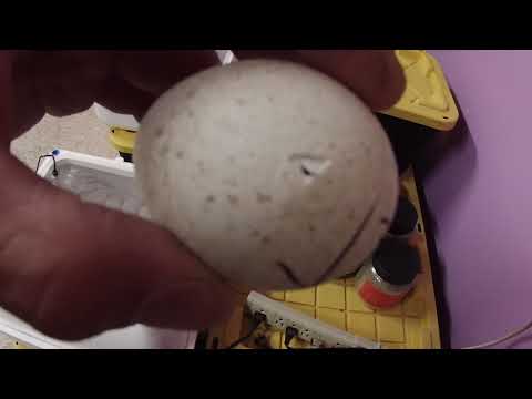One Trick to Greatly Improve Turkey Egg Hatch Rates