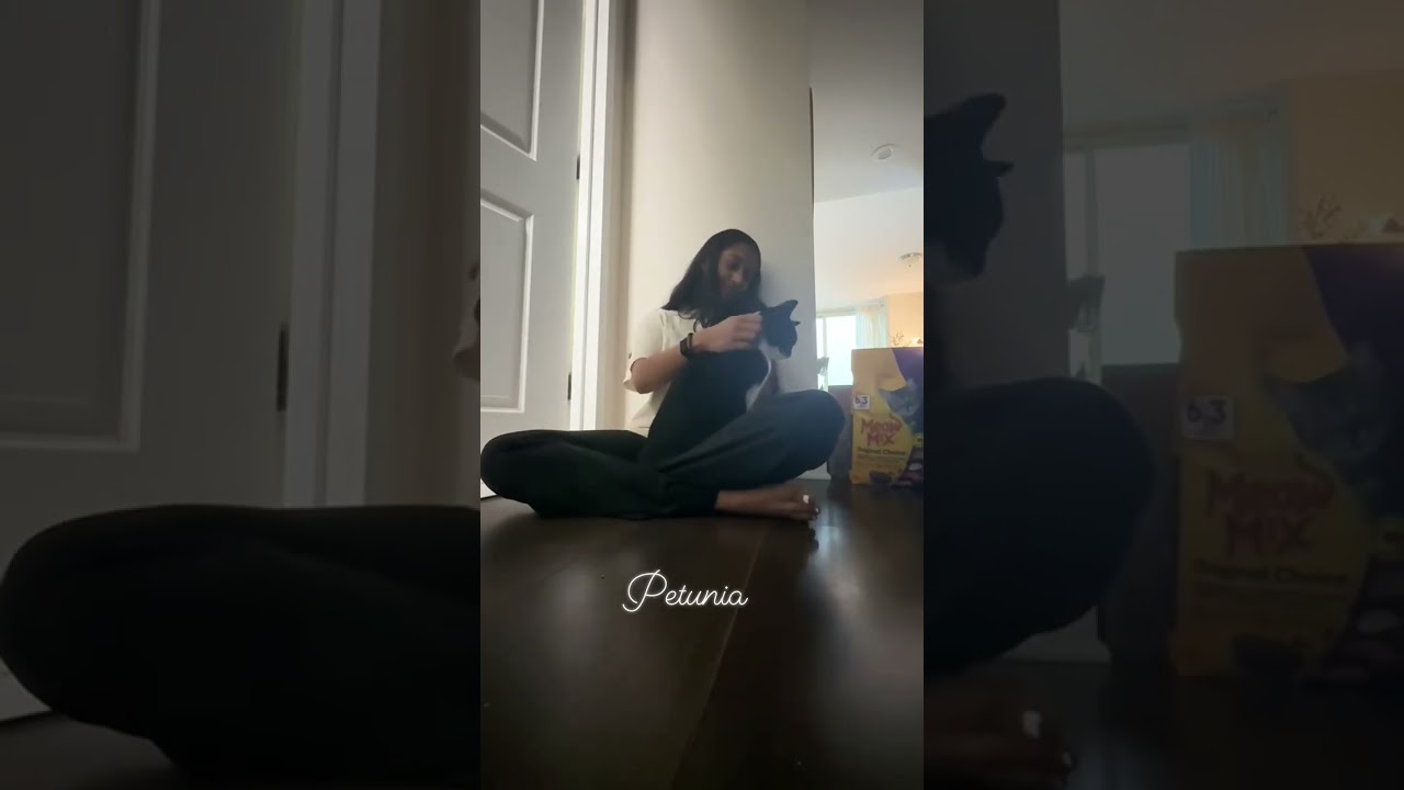 Enlarge PETUNIA THE FLOWER GODDESS, a Adopted mixed breed in Jersey City , NJ video 3/6