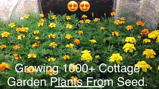 Growing 1000+ Cottage Garden Bedding Plants From Seed In My Greenhouse. Simple & Easy. Save Money.