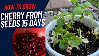 How to grow Cherry from seeds in 15 days