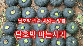 단호박 수확시기,계속 달리게 하여 따고따고 또따고~솔림농원 텃밭 주말농장,전원일기,인간극장,귀농귀촌