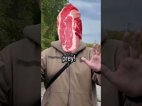 How to survive a mountain lion ATTACK 🐆 #survival