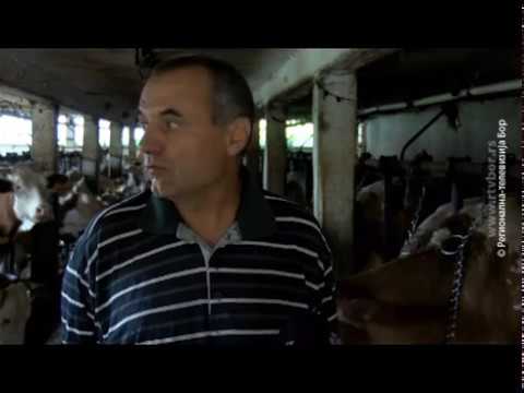 Perspektivni planovi Selimira Vojnića, stočara iz Valakonja, 14.jul 2019. (RTV Bor)