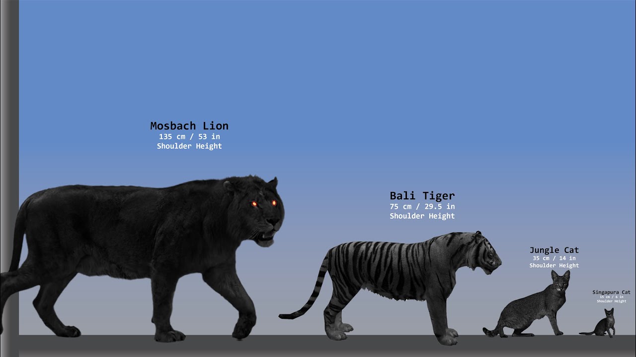 BIG CATS size Comparison 2D | Smallest to Biggest Cat | Q Gray Comparison 2024